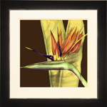 Large Striking Tropical II