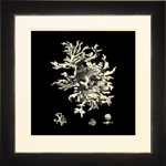 Black & Tan Coral III