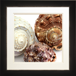 Spiral Shells  